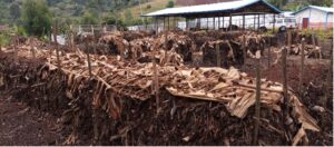 Figure: Compost piles at Kabamba waste processing center.