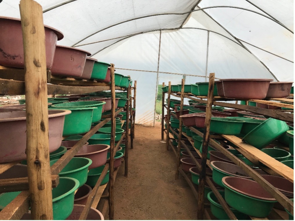 Nursery containers containing Black Soldier Fly larvae at the Maggot Farm in Rwanda