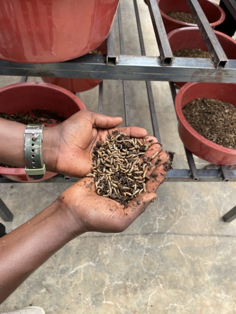 Black-soldier flies’ production, Rwanda